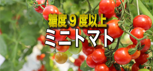 冬だからこそ味わえるミニトマトの美味しさ