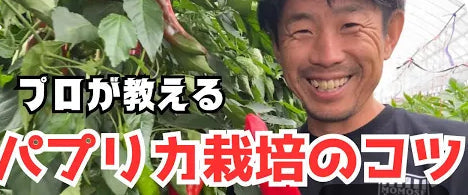 農村コラム:プロ直伝・家庭菜園でもできる!おいしいパプリカの育て方