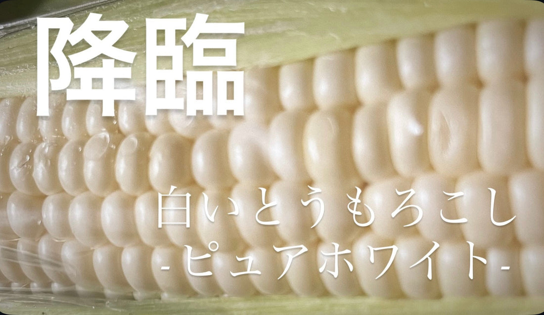 7月の推し農家:アップヒルファーム「極甘とうもろこし味比べセット」好評販売中!