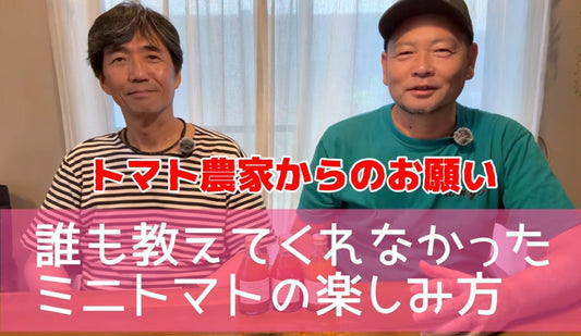 農村コラム:誰も教えてくれなかったミニトマトの楽しみ方