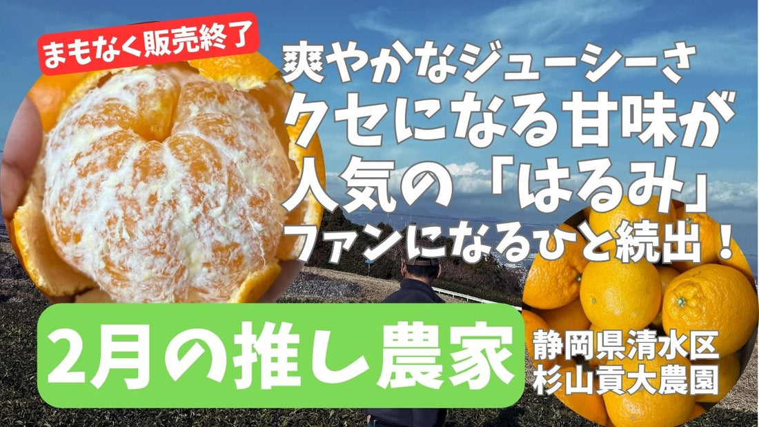 2月の推し農家：杉山貢大農園「清水のジューシーで甘いみかん・はるみ！5キロ箱」予約販売中！