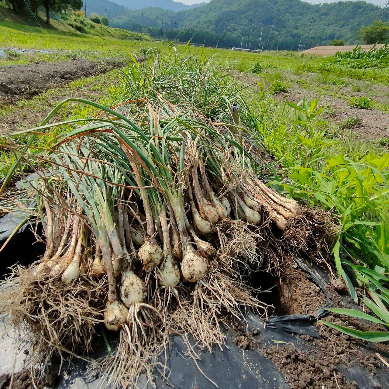 【ことのはファーム】島らっきょうの甘酢漬け：6パック（送料込み：日本全国一律）