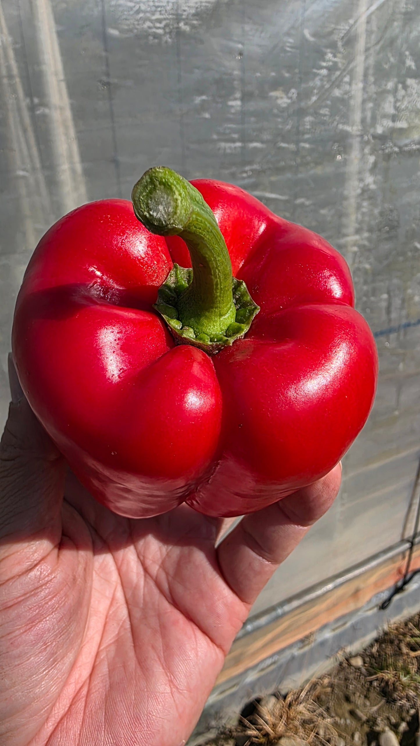 プレミアムパプリカ【彩雅】SAIGA