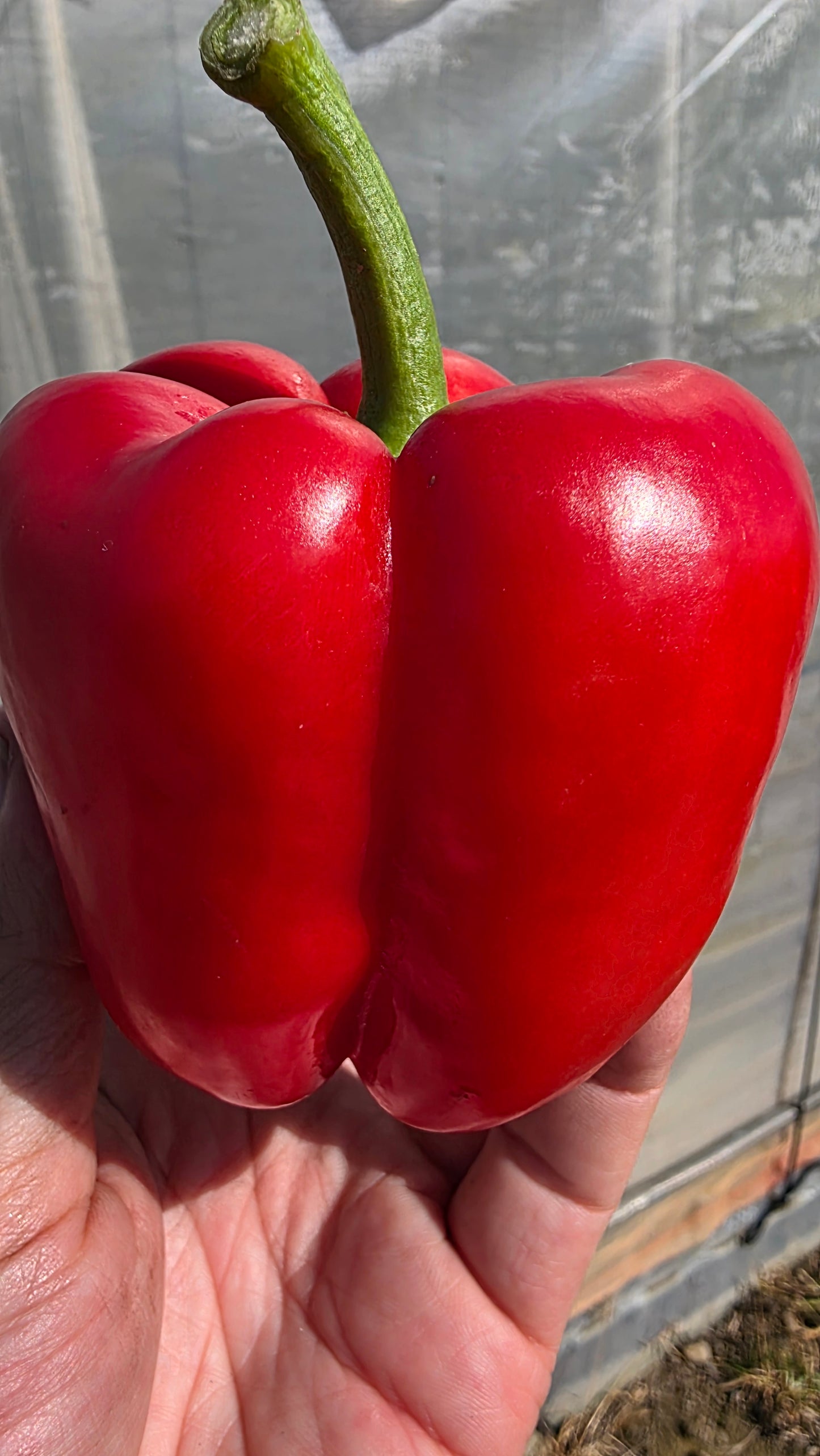 プレミアムパプリカ【彩雅】SAIGA