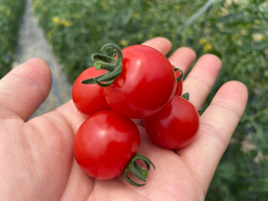 とまたろうのミニトマト 1kg