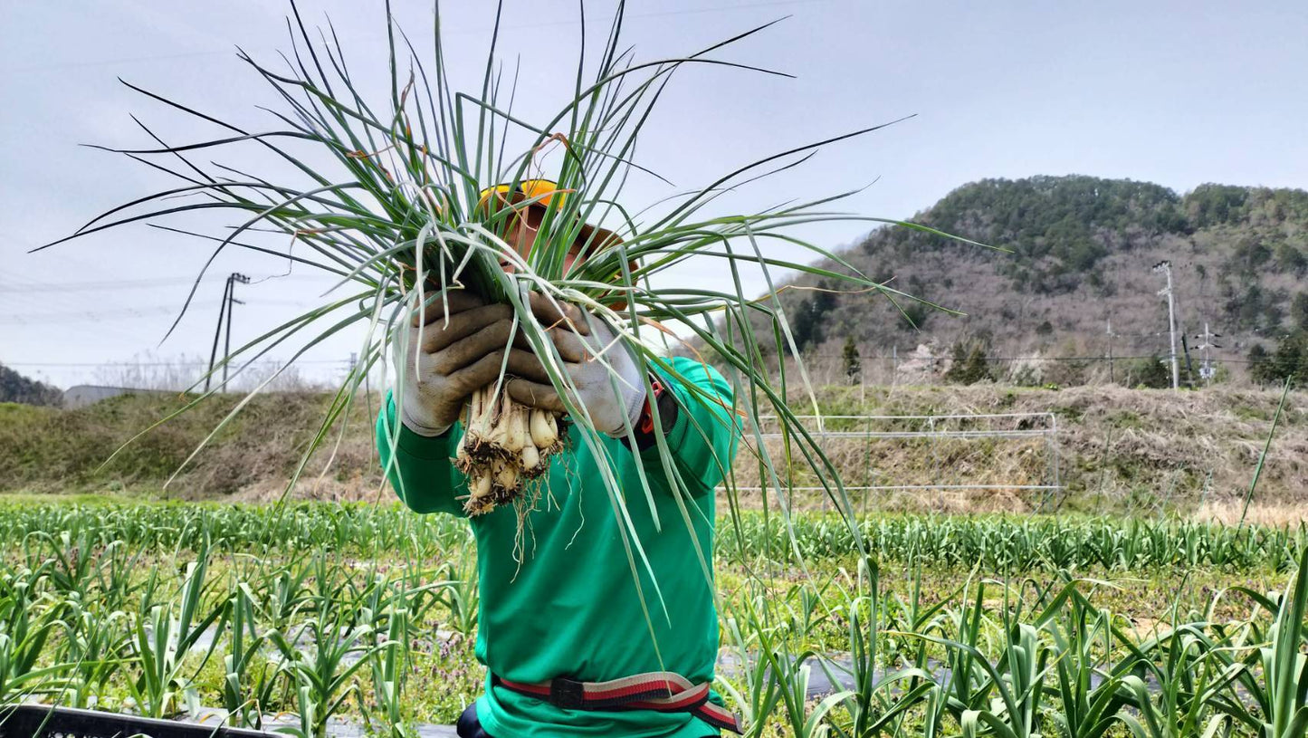 【ことのはファーム】島らっきょうの甘酢漬け：6パック（送料込み：日本全国一律）