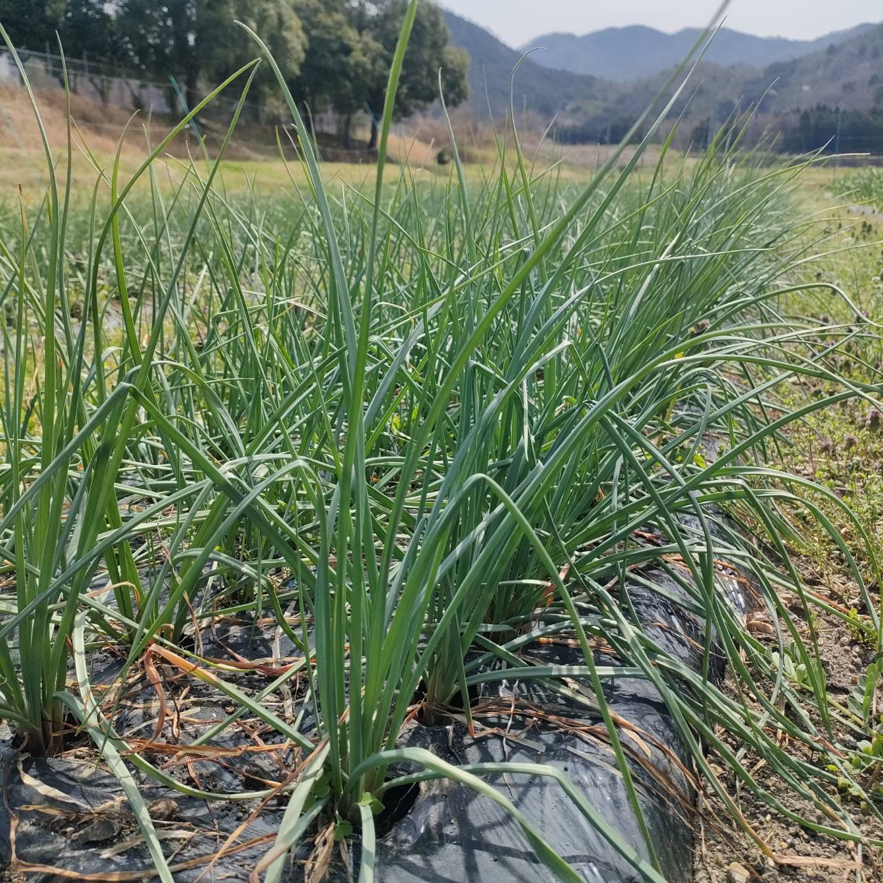 【ことのはファーム】島らっきょうの甘酢漬け：6パック（送料込み：日本全国一律）