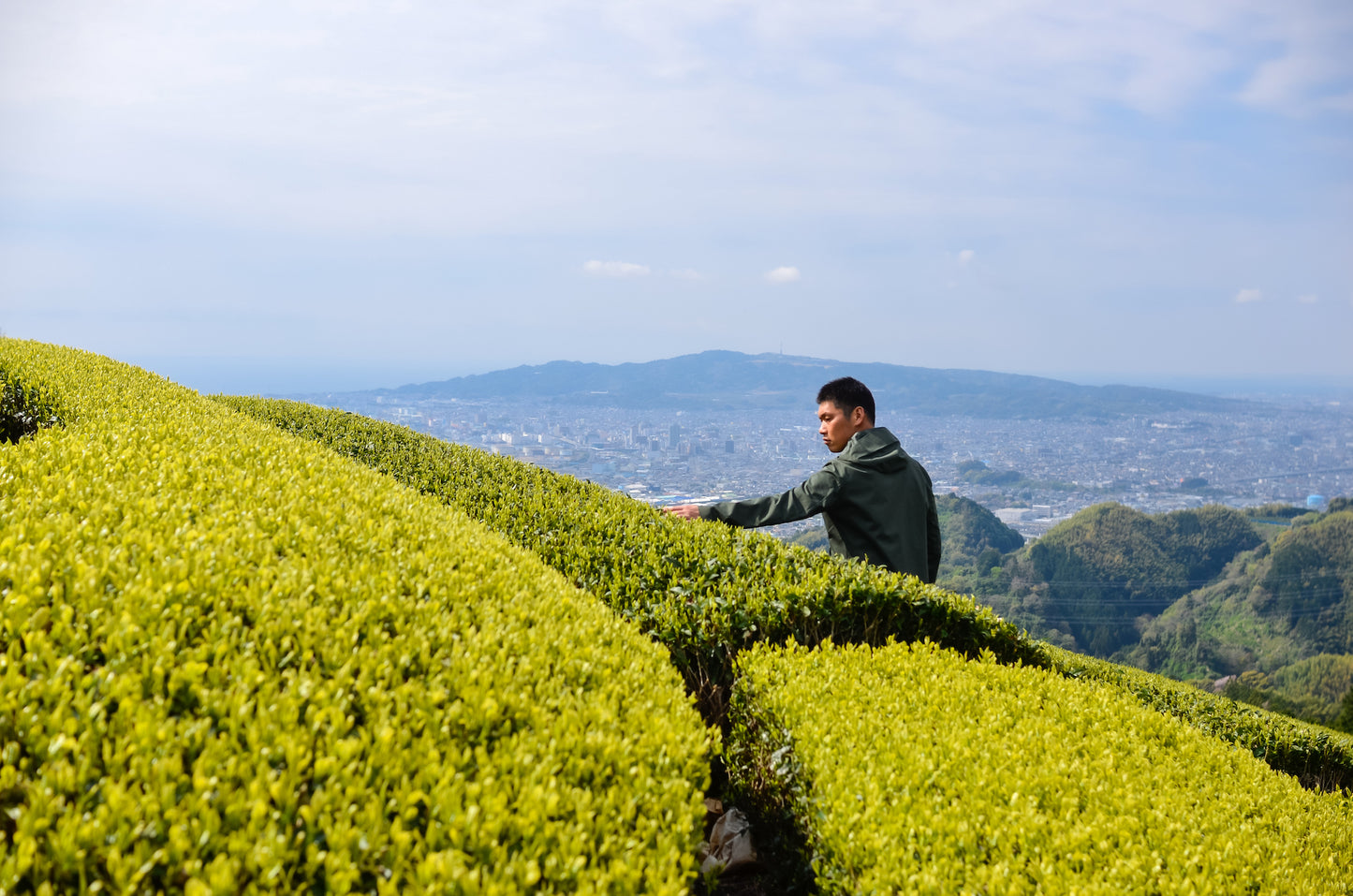 芽重型の高級品種「さえみどりの被せ煎茶：貢大」10g