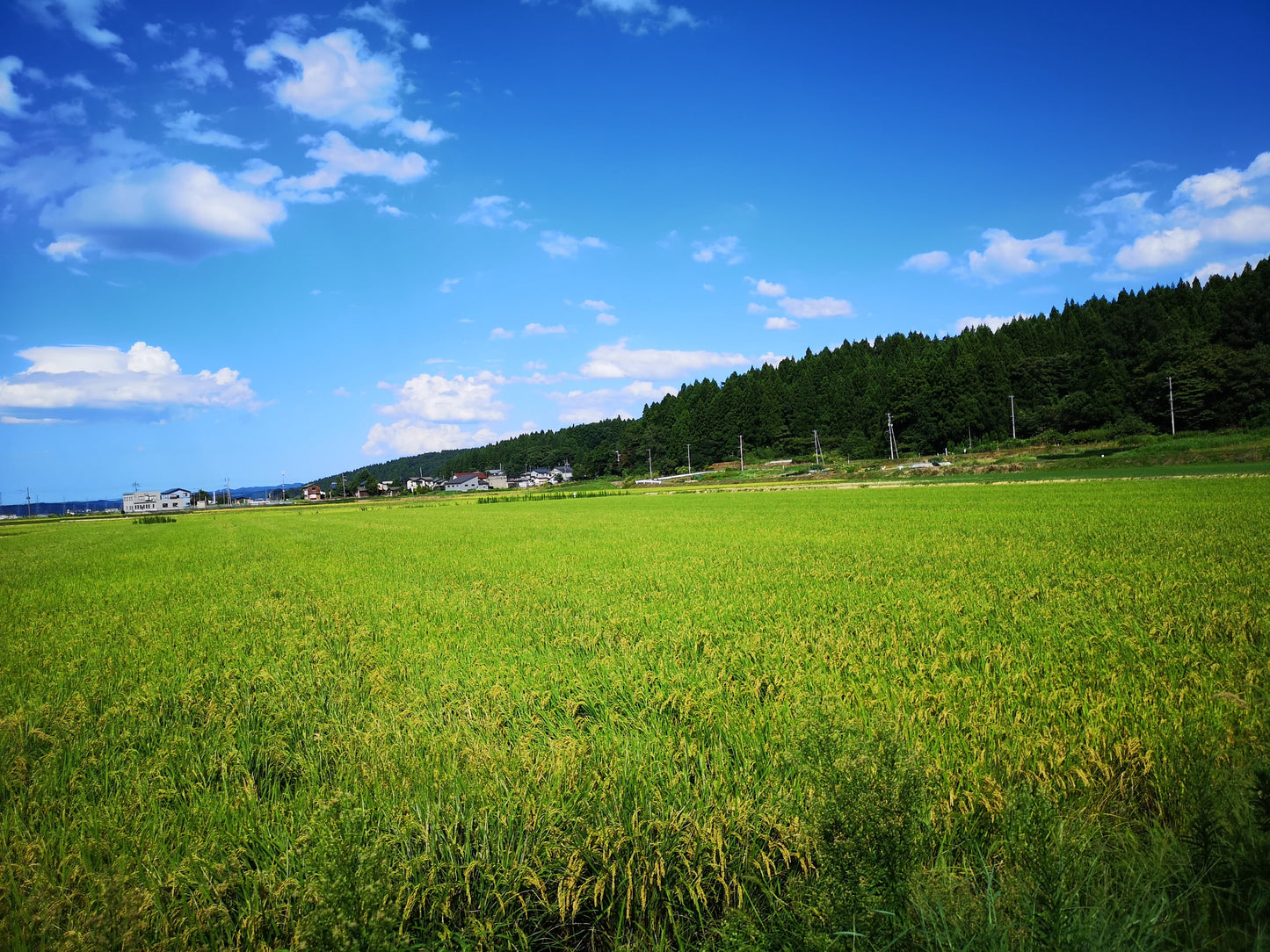 【しみず農園】新潟県長岡市産コシヒカリ（従来品種）