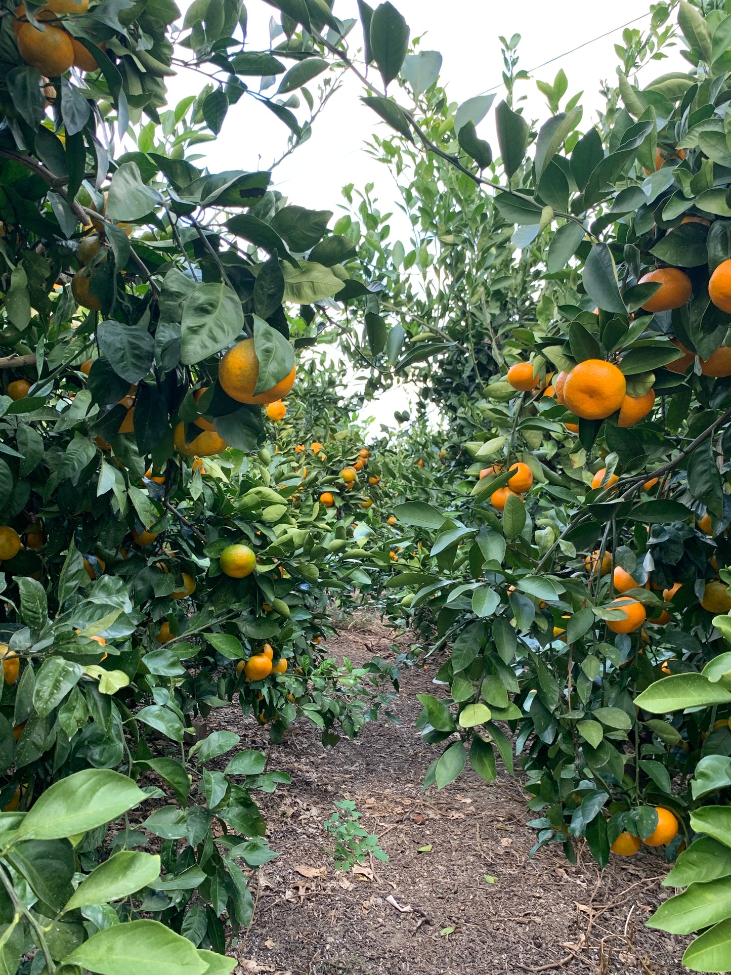 愛媛の島みかん