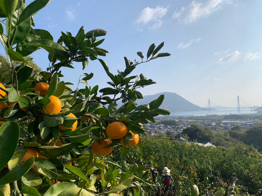 愛媛の島みかん