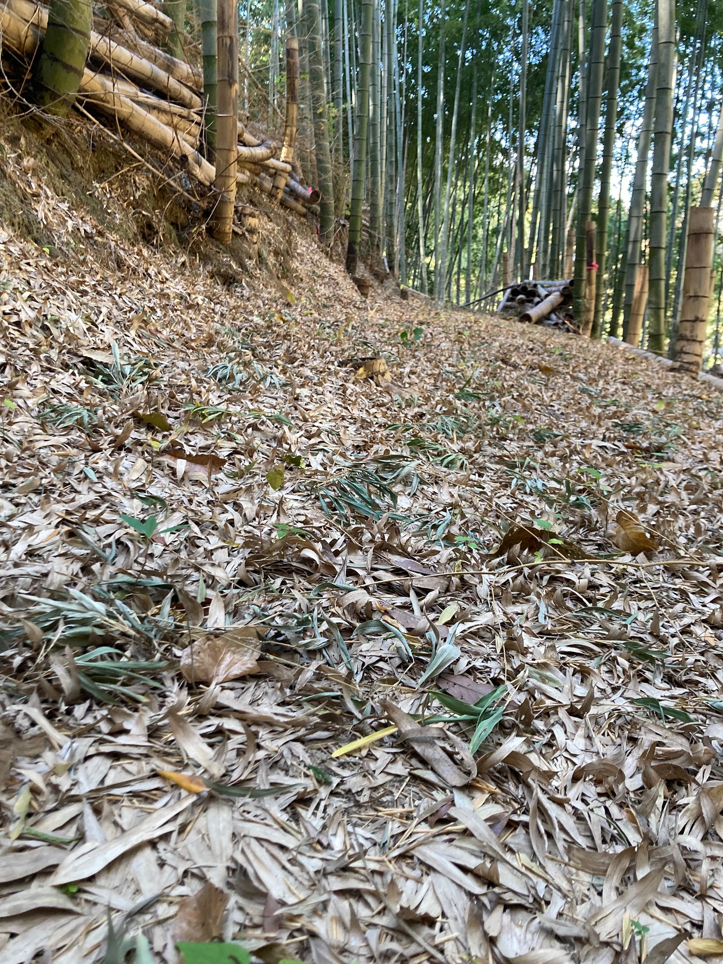 自然栽培たけのこ２kg【限定15名】